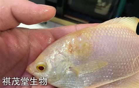 龍魚爛鰭最簡單三個處理方法，龍魚爛鰭最簡單三個處理方法詳解：龍魚爛鰭最簡單三個處理方法