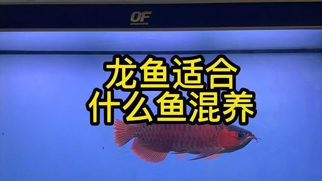 龍華龍魚的最佳混養(yǎng)伙伴有哪些，龍華龍魚混養(yǎng)的注意事項