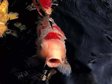 錦鯉浮頭呆滯不缺氧,錦鯉浮頭呆滯不缺氧怎么辦 龍魚百科 第5張 錦鯉浮頭呆滯不缺氧,錦鯉浮頭呆滯不缺氧怎么辦 錦鯉浮頭呆滯不缺氧,錦鯉浮頭呆滯不缺氧怎么辦 龍魚百科 第5張