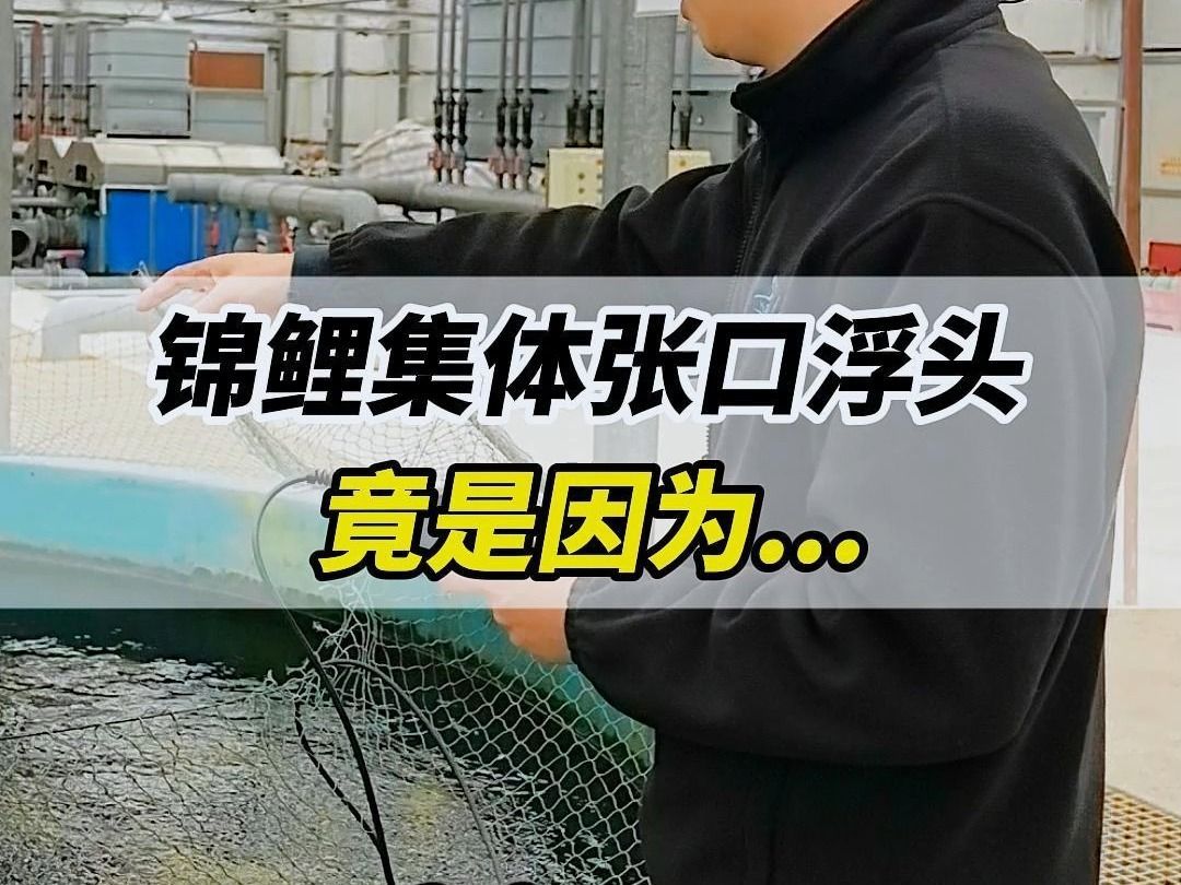 錦鯉浮頭呆滯不缺氧,錦鯉浮頭呆滯不缺氧怎么辦 龍魚百科 第1張 錦鯉浮頭呆滯不缺氧,錦鯉浮頭呆滯不缺氧怎么辦 錦鯉浮頭呆滯不缺氧,錦鯉浮頭呆滯不缺氧怎么辦 龍魚百科 第1張
