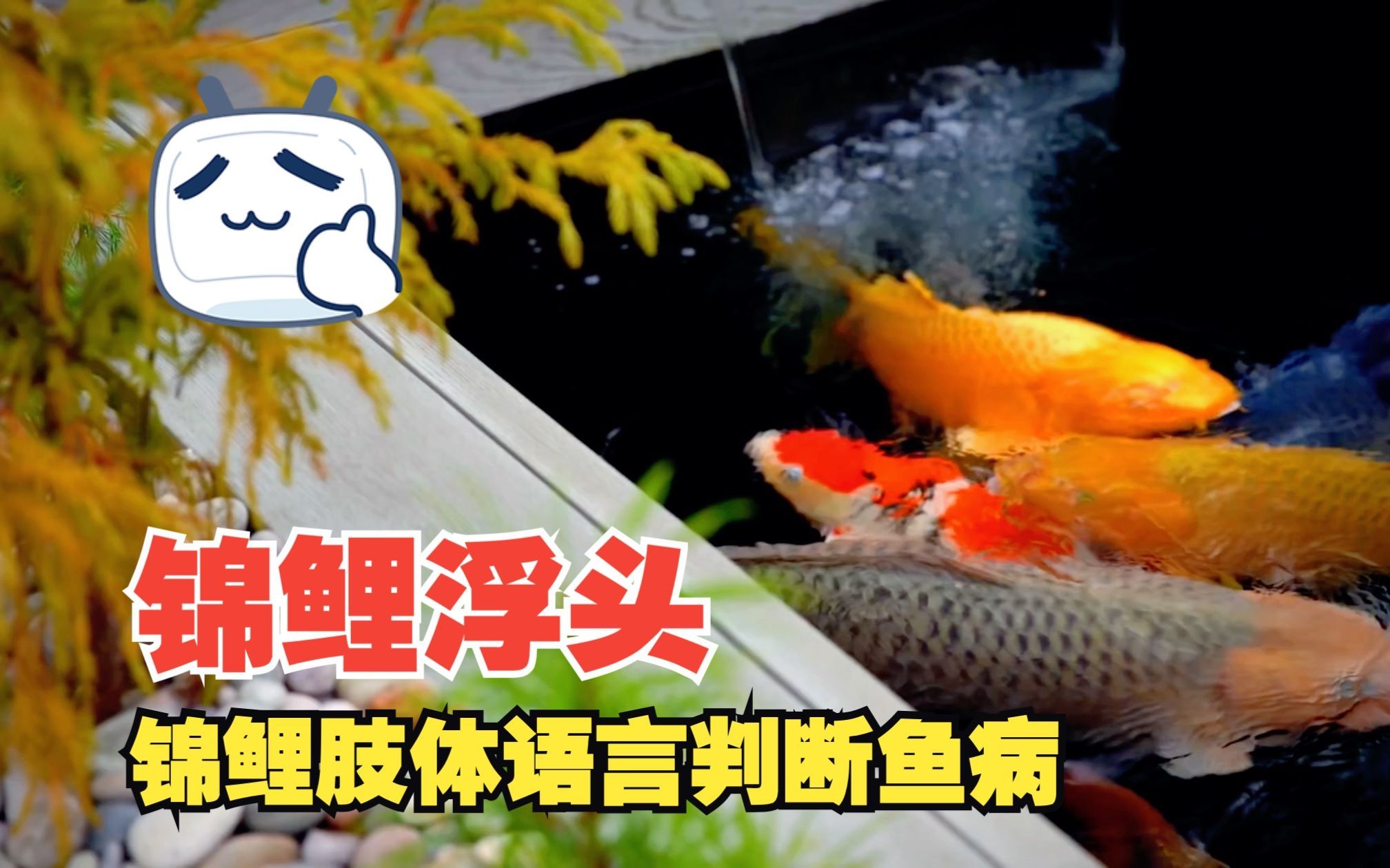 錦鯉浮頭呆滯不缺氧,錦鯉浮頭呆滯不缺氧怎么辦 龍魚百科 第2張 錦鯉浮頭呆滯不缺氧,錦鯉浮頭呆滯不缺氧怎么辦 錦鯉浮頭呆滯不缺氧,錦鯉浮頭呆滯不缺氧怎么辦 龍魚百科 第2張