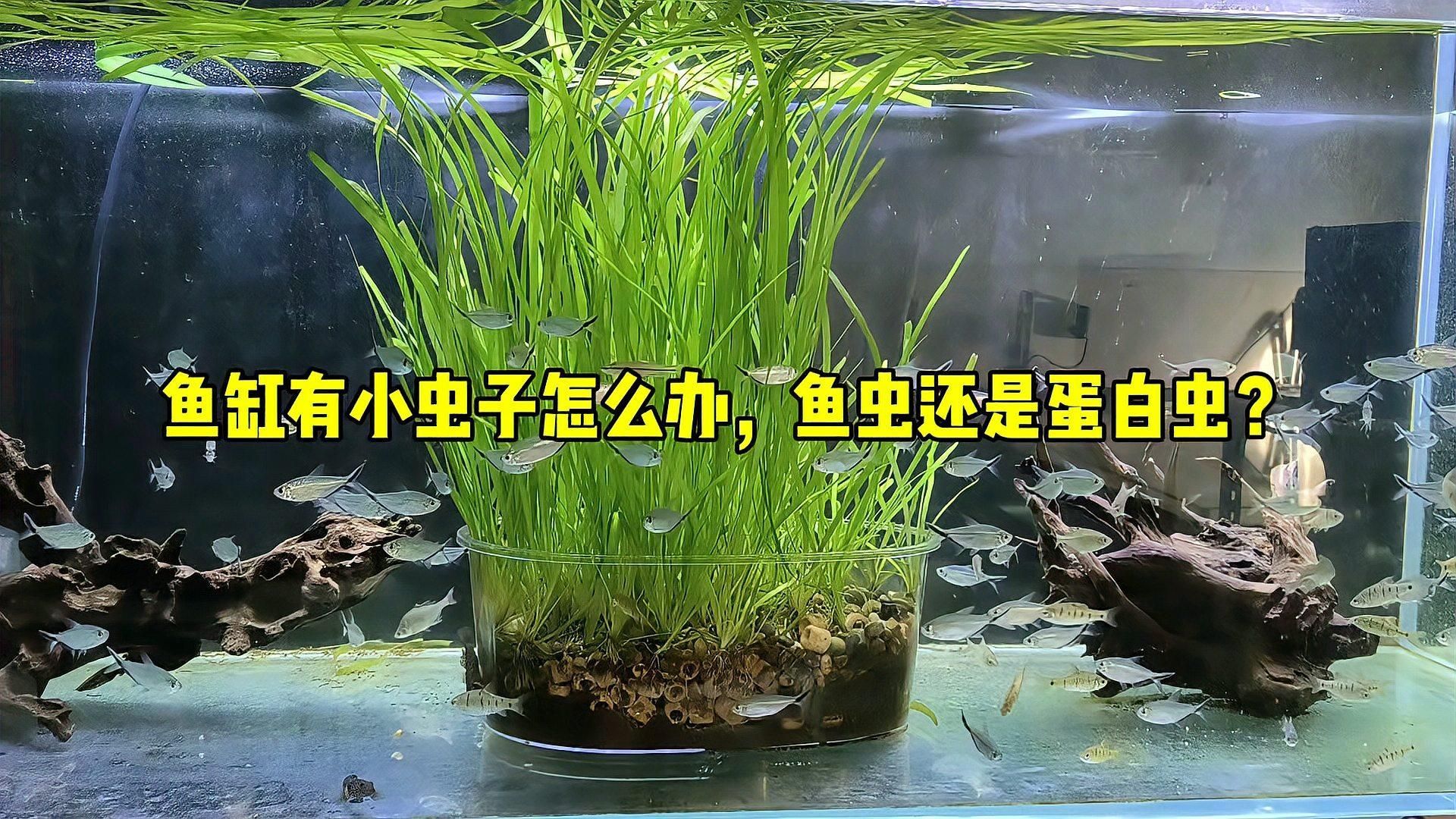 如何判斷魚缸里有哪些蟲，如何判斷魚缸中的常見蟲類