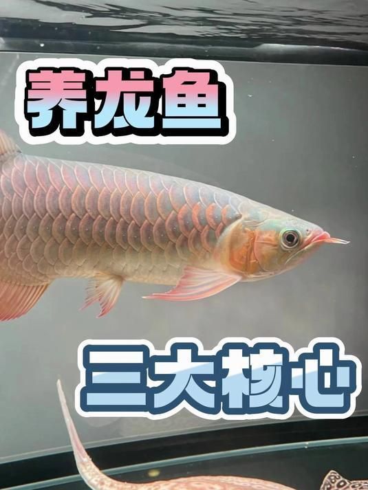 如何預防龍魚黑身松鱗綜合癥的發生，如何預防龍魚黑身松鱗綜合癥