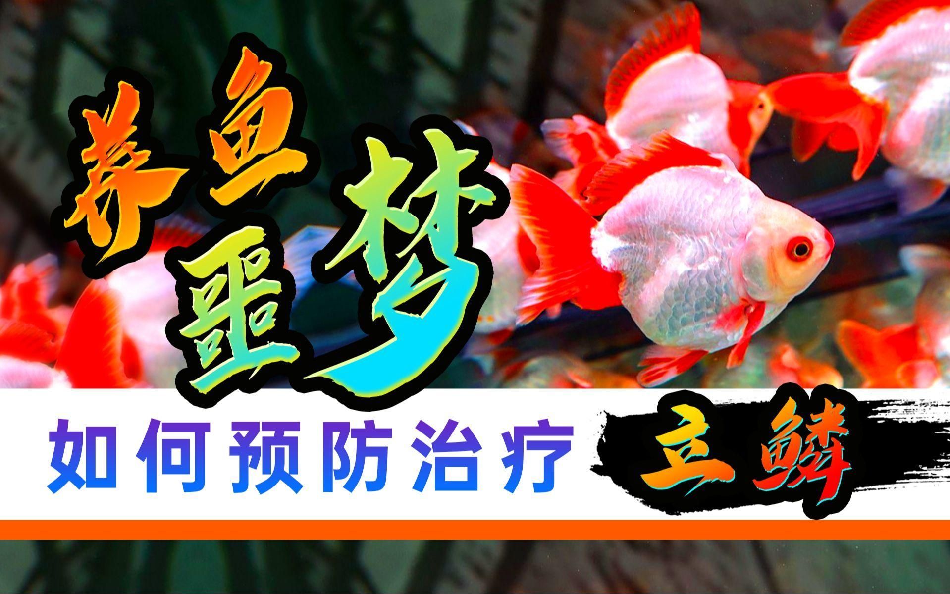 如何預防魚豎鱗病的發生，如何完成“魚豎+配圖”的思考完成