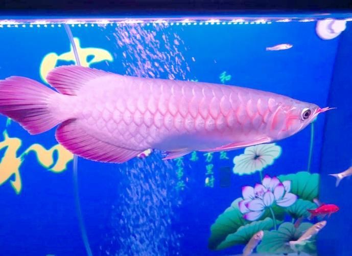 有哪些名貴紅龍魚圖片，名貴紅龍魚圖片