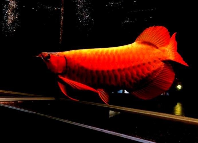 有哪些名貴紅龍魚圖片，名貴紅龍魚圖片