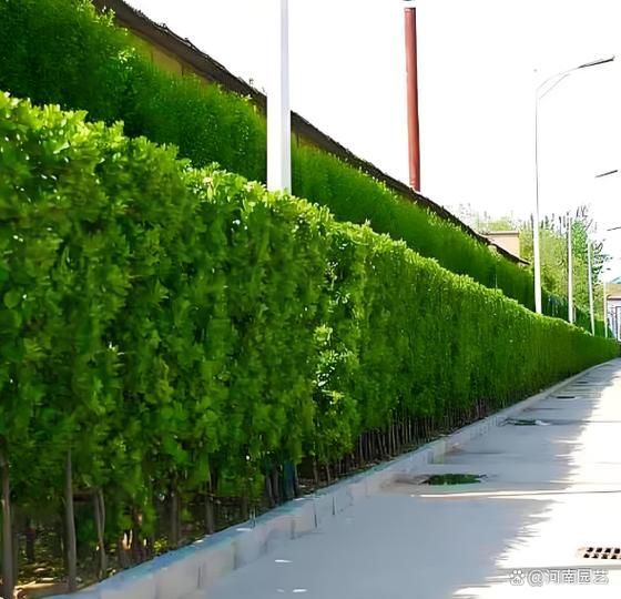 詳細閱讀:有哪些具體的遮蔽物設置建議,《西安城市綠化條例》 有哪些具體的遮蔽物設置建議,《西安城市綠化條例》