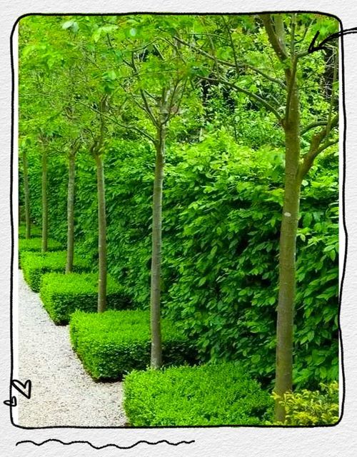 詳細閱讀:有哪些具體的遮蔽物設置建議,《西安城市綠化條例》 有哪些具體的遮蔽物設置建議,《西安城市綠化條例》