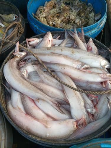 詳細閱讀:汕尾龍魚的市場價格是多少,汕尾龍魚市場價格是多少汕尾龍魚市場價格是多少 汕尾龍魚的市場價格是多少,汕尾龍魚市場價格是多少汕尾龍魚市場價格是多少