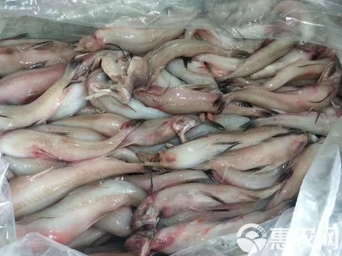 詳細閱讀:汕尾龍魚的市場價格是多少,汕尾龍魚市場價格是多少汕尾龍魚市場價格是多少 汕尾龍魚的市場價格是多少,汕尾龍魚市場價格是多少汕尾龍魚市場價格是多少