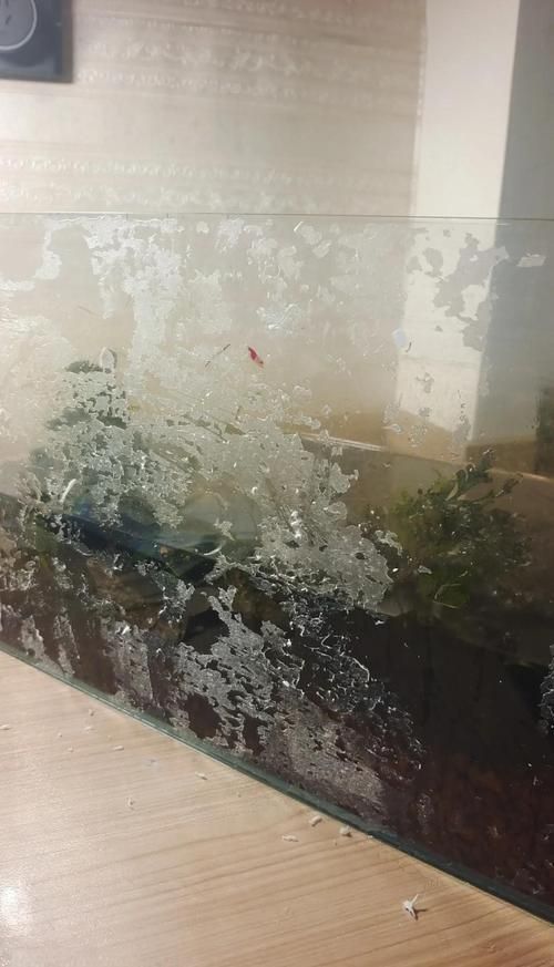 如何測試龍魚缸的密封性？ 如何測試龍魚缸的密封性？ 龍魚百科 第11張