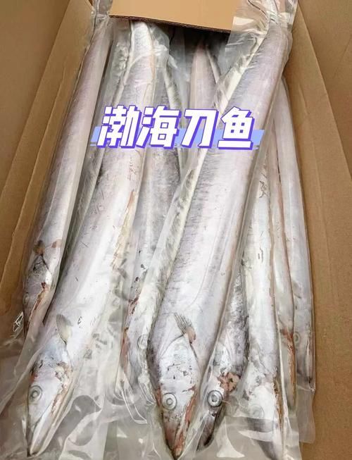 黃驊龍魚有哪些特點，黃驊千字詳解黃驊千字詳解黃驊龍魚