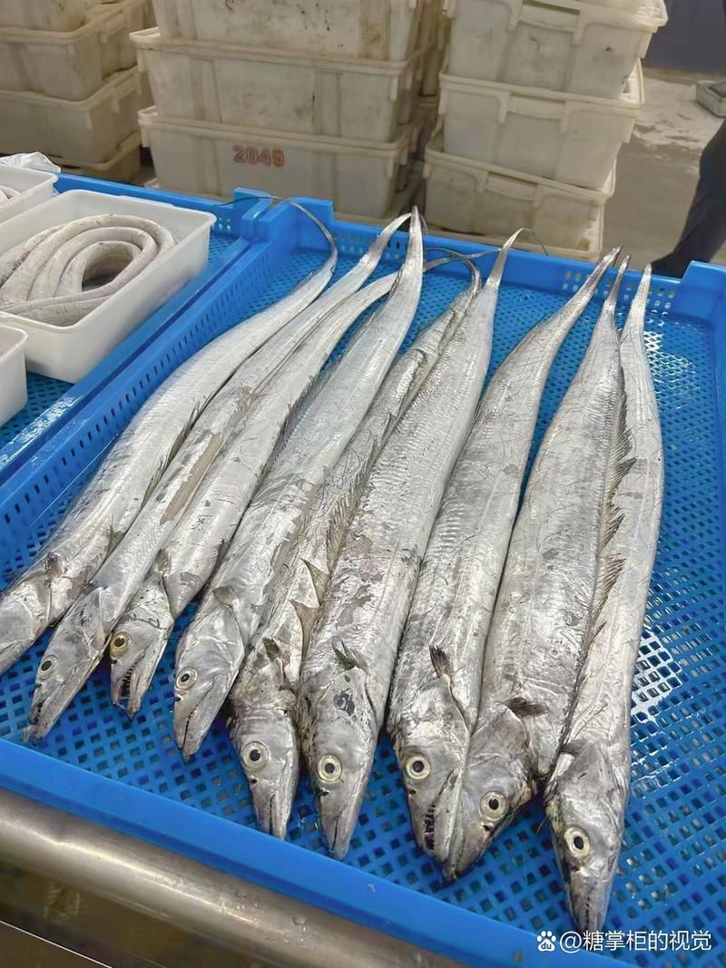 黃驊龍魚有哪些特點(diǎn)，黃驊千字詳解黃驊千字詳解黃驊龍魚