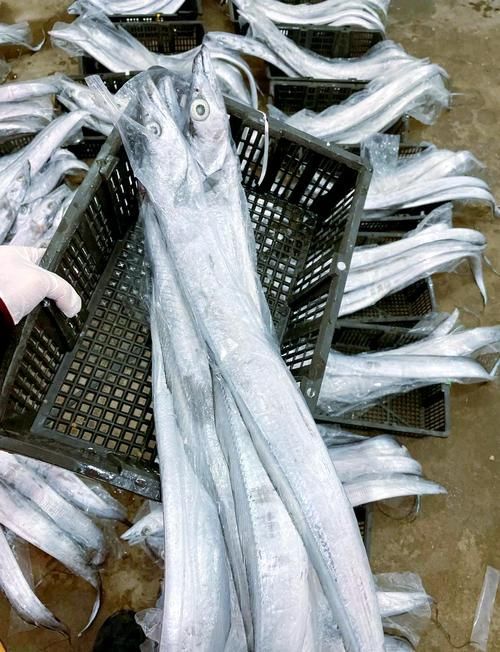 黃驊龍魚有哪些特點，黃驊千字詳解黃驊千字詳解黃驊龍魚