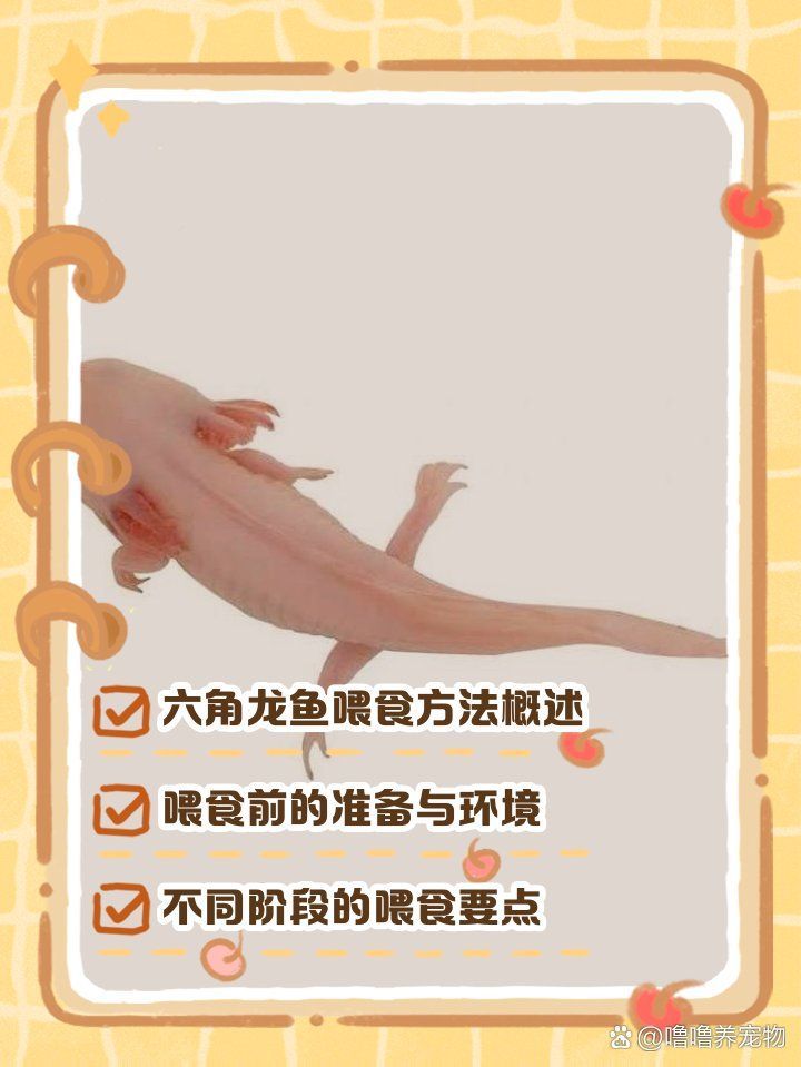 有哪些視頻資源可以學習龍魚喂食技巧？，有哪些視頻資源可以學習龍魚喂食技巧