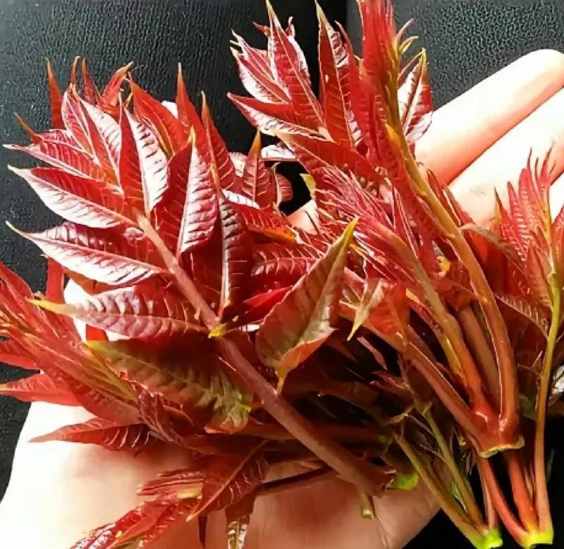 哪些中草藥對魚無害且有效，中草藥對魚無害且有效的中草藥對魚類無害且有效的作用