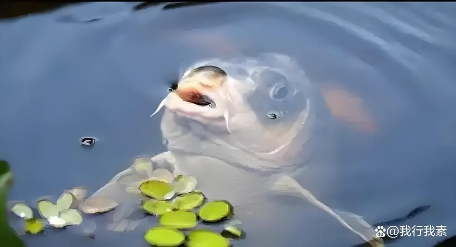 如何預(yù)防小魚(yú)浮頭，小魚(yú)浮頭的科學(xué)成因與系統(tǒng)性預(yù)防措施