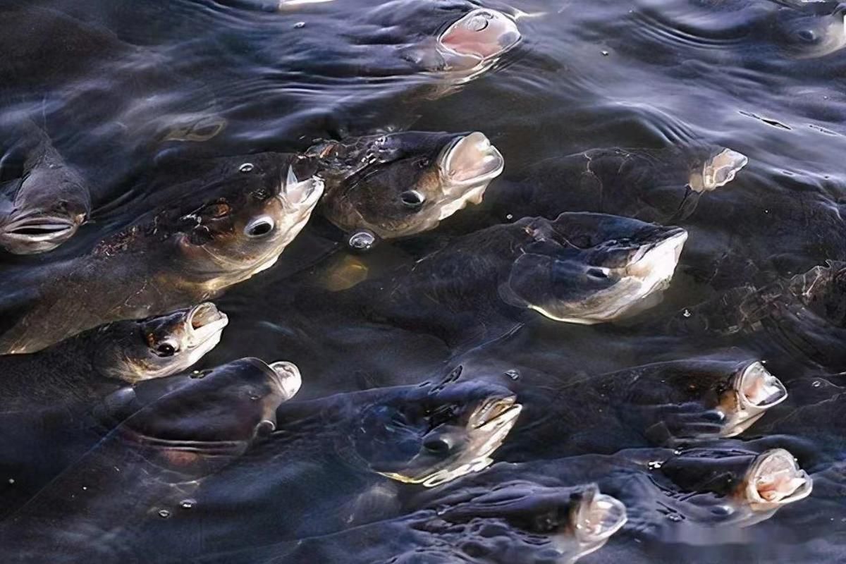 如何預防小魚浮頭,小魚浮頭的科學成因與系統性預防措施 龍魚百科 第6張 如何預防小魚浮頭,小魚浮頭的科學成因與系統性預防措施 如何預防小魚浮頭,小魚浮頭的科學成因與系統性預防措施 龍魚百科 第6張