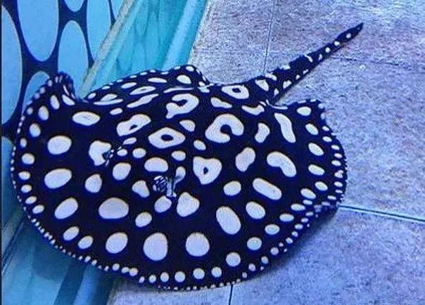 魟魚(yú)有哪些品種？，祥龍龍魚(yú)的飼養(yǎng)技巧