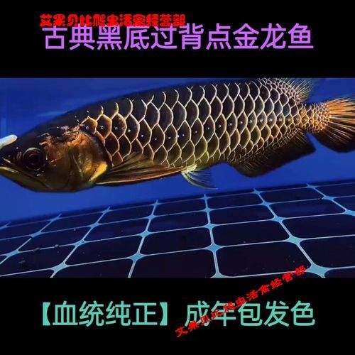 如何判斷24K過背金龍的品相,如何判斷24k過背金龍的品相 龍魚百科 第5張 如何判斷24K過背金龍的品相,如何判斷24k過背金龍的品相 如何判斷24K過背金龍的品相,如何判斷24k過背金龍的品相 龍魚百科 第5張