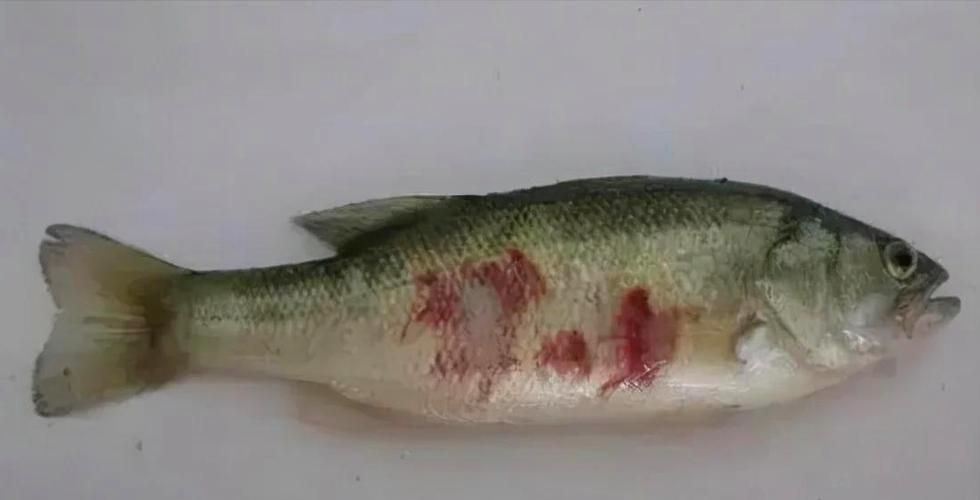 森森魚缸病有哪些癥狀？，“森森魚缸病”并非正式醫(yī)學(xué)術(shù)語，/養(yǎng)殖類知識查詢