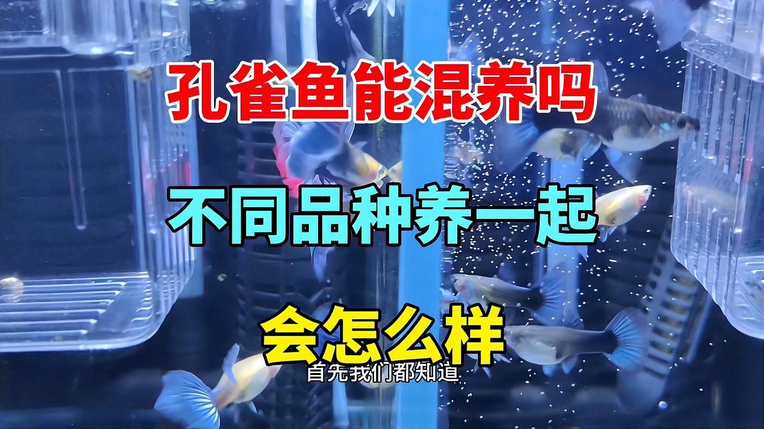 詳細閱讀:孔雀魚混養時需要注意哪些事項,孔雀魚混養搭配指南 孔雀魚混養時需要注意哪些事項,孔雀魚混養搭配指南