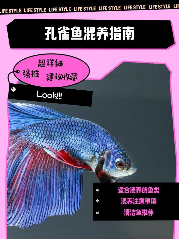 詳細閱讀:孔雀魚混養時需要注意哪些事項,孔雀魚混養搭配指南 孔雀魚混養時需要注意哪些事項,孔雀魚混養搭配指南