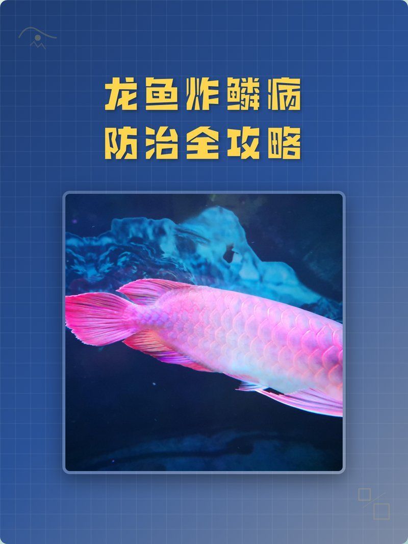 有哪些食物可以預防龍魚炸鱗，如何預防龍魚炸鱗