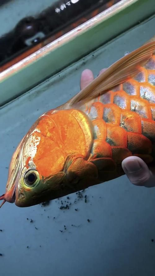 詳細(xì)閱讀:如何鑒別真假三都龍魚?,三都龍魚鑒別真假三都龍魚(福建三都澳地區(qū)、權(quán)威圖文鑒別指南) 如何鑒別真假三都龍魚?,三都龍魚鑒別真假三都龍魚(福建三都澳地區(qū)、權(quán)威圖文鑒別指南)
