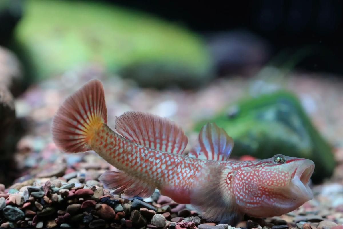 如何鑒別真假三都龍魚？，三都龍魚鑒別真假三都龍魚（福建三都澳地區(qū)、權威圖文鑒別指南）