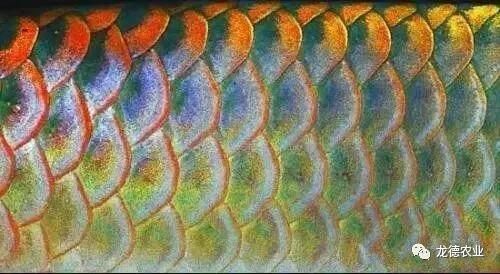 如何鑒別真假三都龍魚？，三都龍魚鑒別真假三都龍魚（福建三都澳地區(qū)、權威圖文鑒別指南）
