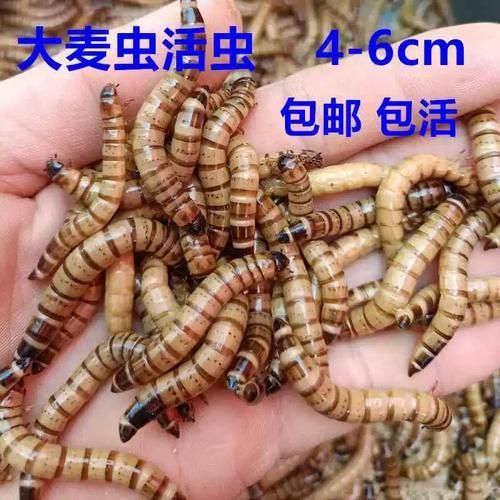 詳細(xì)閱讀:有哪些食物不適合小紅龍魚,關(guān)于小紅龍魚的一些問題 有哪些食物不適合小紅龍魚,關(guān)于小紅龍魚的一些問題