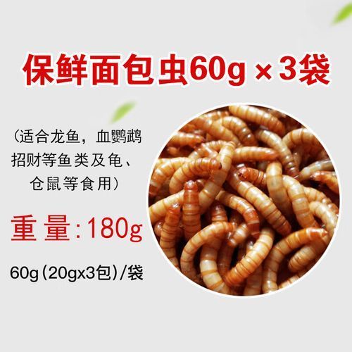 詳細(xì)閱讀:有哪些食物不適合小紅龍魚,關(guān)于小紅龍魚的一些問題 有哪些食物不適合小紅龍魚,關(guān)于小紅龍魚的一些問題