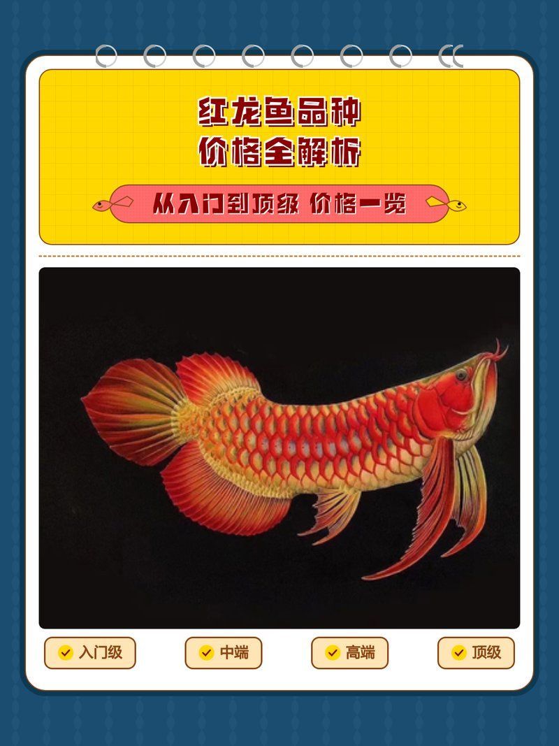 紅龍魚最值錢的品種是什么，紅龍魚價格全解析