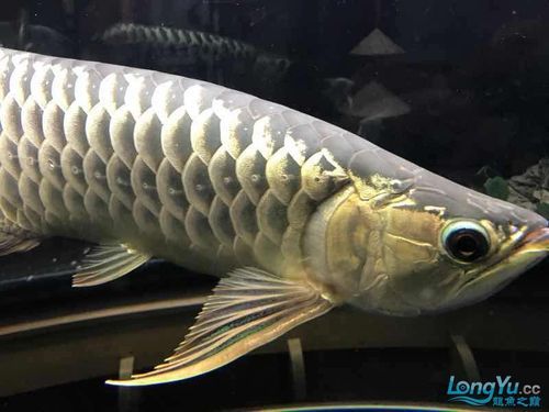 如何鑒別立達龍魚的真偽？ 如何鑒別立達龍魚的真偽？ 龍魚百科 第8張