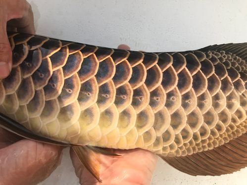 如何鑒別立達龍魚的真偽？ 如何鑒別立達龍魚的真偽？ 龍魚百科 第5張