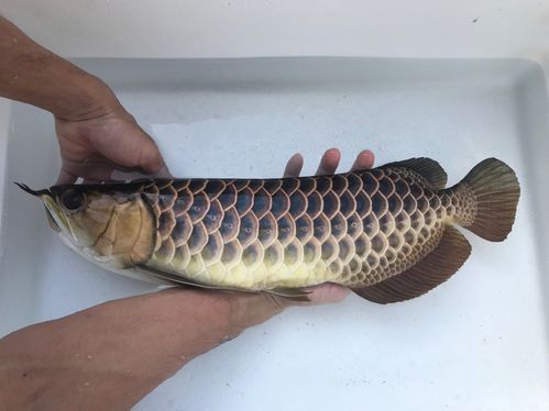 如何鑒別立達龍魚的真偽？ 如何鑒別立達龍魚的真偽？ 龍魚百科 第7張