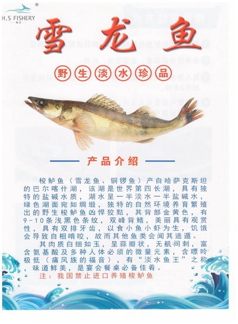 如何鑒別真假天山雪龍魚？，如何鑒別“天山裂腹魚” 如何鑒別真假天山雪龍魚？，如何鑒別“天山裂腹魚” 龍魚百科 第4張