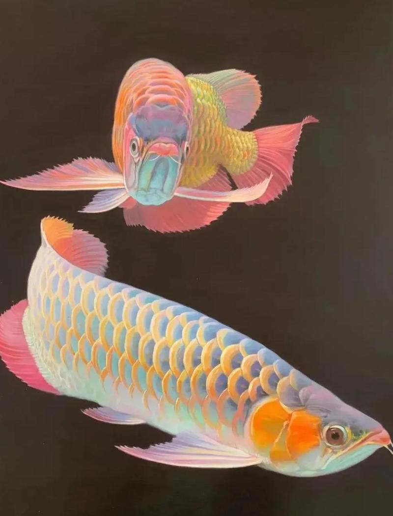 圖騰金龍魚的特點(diǎn)是什么？，圖騰金龍魚生物學(xué)特點(diǎn)詳解圖騰金龍魚的特點(diǎn)詳解
