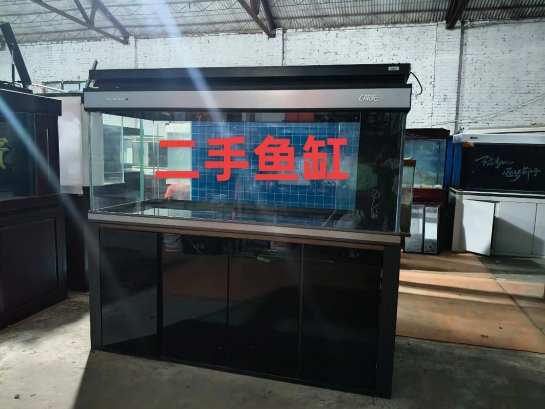 彩鰈和森森哪個更適合龍魚？ 彩鰈和森森哪個更適合龍魚？ 龍魚百科 第5張