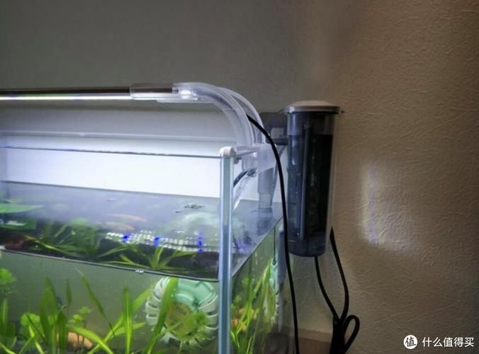 彩鰈和森森哪個更適合龍魚？ 彩鰈和森森哪個更適合龍魚？ 龍魚百科 第9張