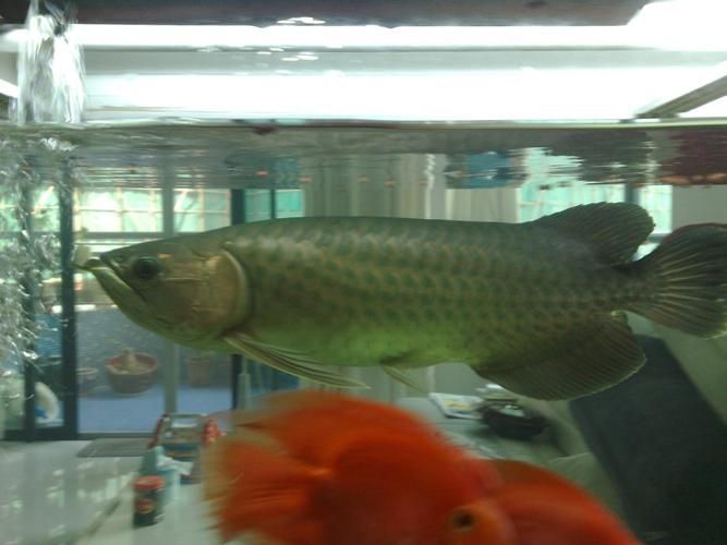 遵化龍魚市場有哪些知名品種?,遵化龍魚市場以其豐富的魚類品種而聞名 龍魚百科 第21張 遵化龍魚市場有哪些知名品種?,遵化龍魚市場以其豐富的魚類品種而聞名 遵化龍魚市場有哪些知名品種?,遵化龍魚市場以其豐富的魚類品種而聞名 龍魚百科 第21張