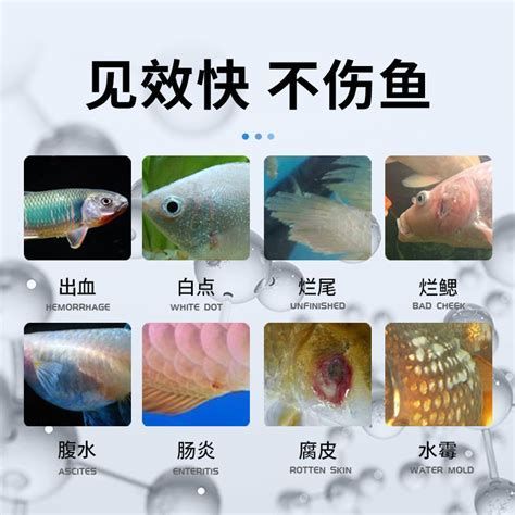 龍魚充血要警惕四種病，龍魚充血是怎么回事