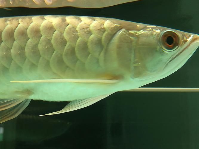龍魚浮頭后如何恢復喂食
