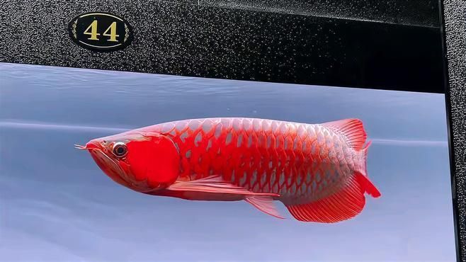 如何找到高清的紅龍魚視頻，如何找到高清的紅龍魚視頻，