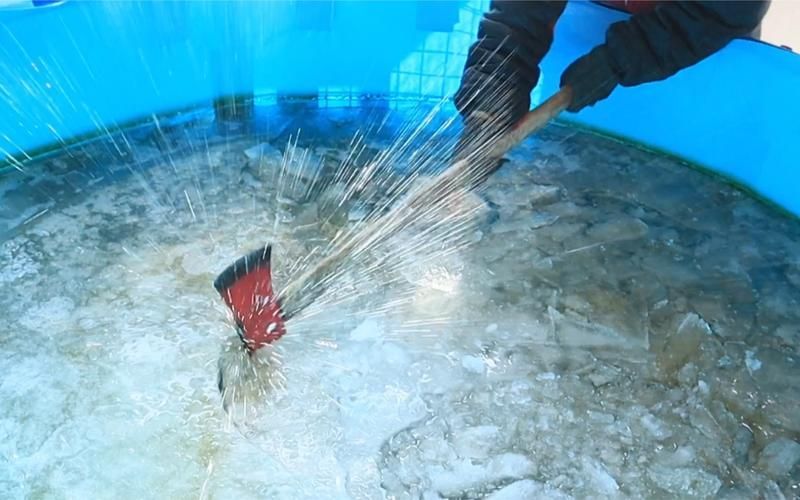 詳細閱讀:西安地區冬季魚病防控有哪些案例,西安地區冬季魚病防控技術(如水霉病防控技術分析) 西安地區冬季魚病防控有哪些案例,西安地區冬季魚病防控技術(如水霉病防控技術分析)