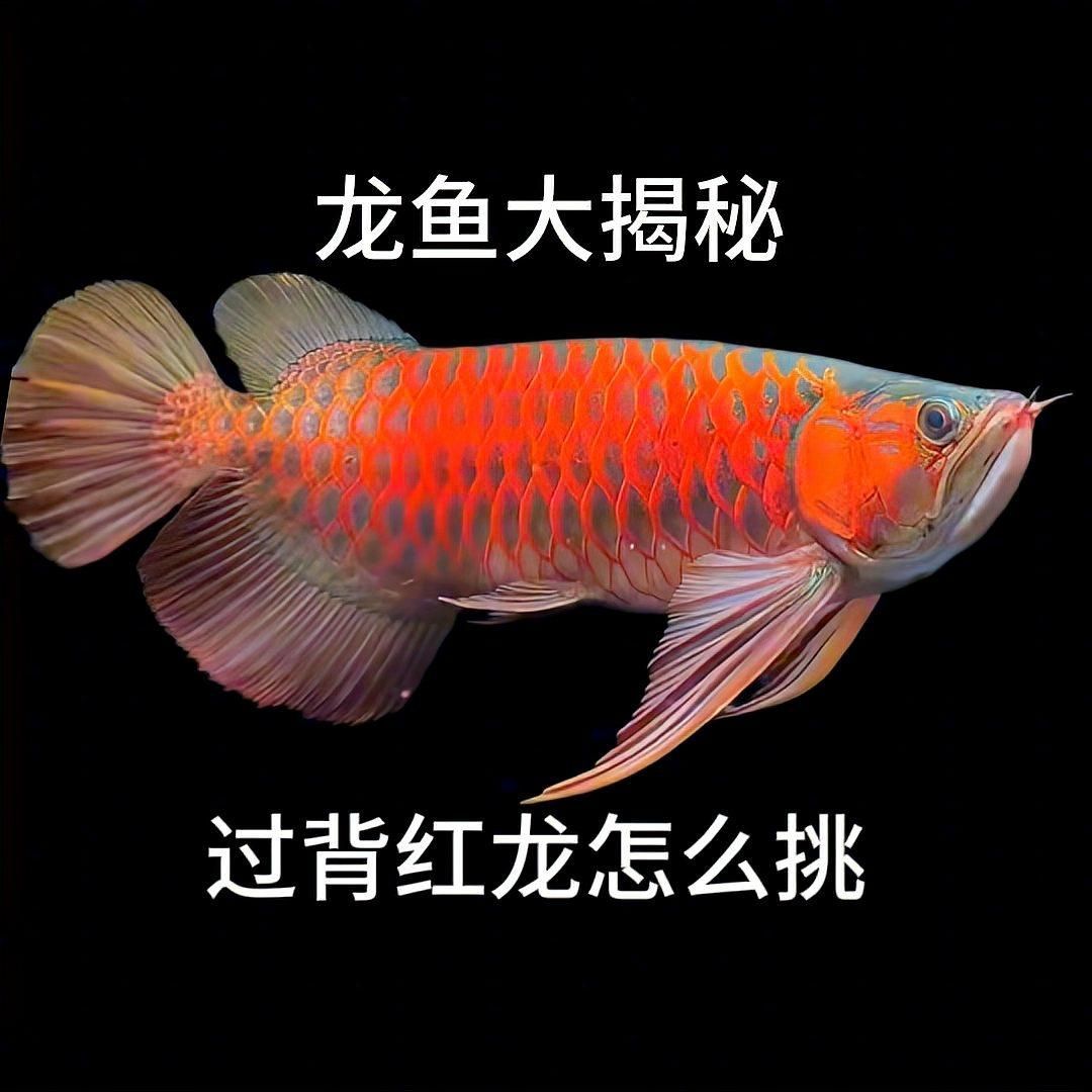 詳細閱讀:如何判斷紅龍是否過背 如何判斷紅龍是否過背