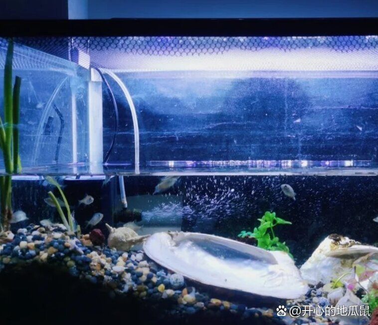 如何判斷龍魚發色燈是否安裝正確？，如何判斷龍魚發色燈安裝正確 如何判斷龍魚發色燈是否安裝正確？，如何判斷龍魚發色燈安裝正確 龍魚百科 第8張