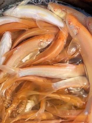 白子招財龍有哪些品相特征，白子招財龍有哪些品相特征，