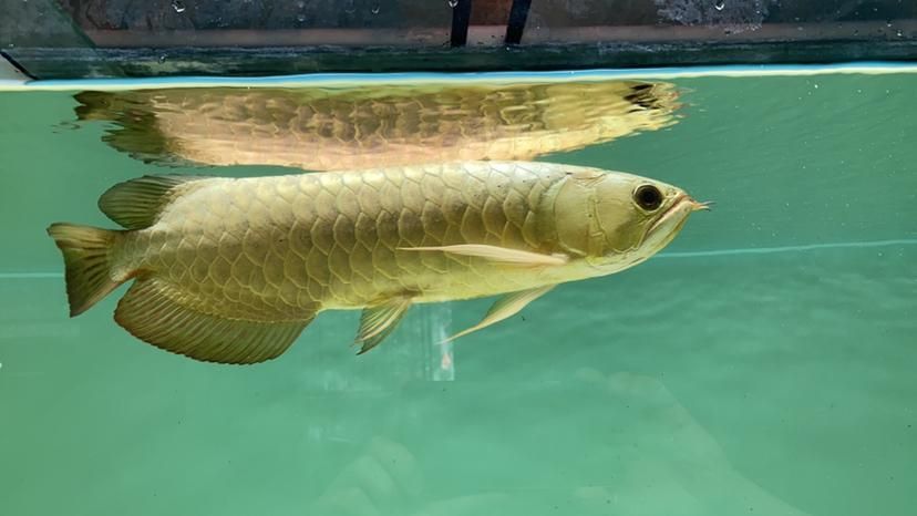 如何辨別真假增城龍魚？，如何辨別真假增城龍魚，用戶要求1000字內容和配圖 如何辨別真假增城龍魚？，如何辨別真假增城龍魚，用戶要求1000字內容和配圖 龍魚百科 第11張